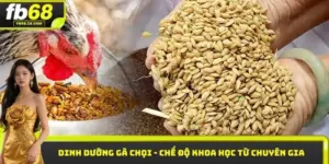 Dinh dưỡng gà chọi