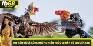 Soi kèo gà đá FB68